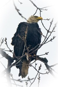 eagle