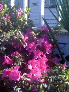 Azaleas